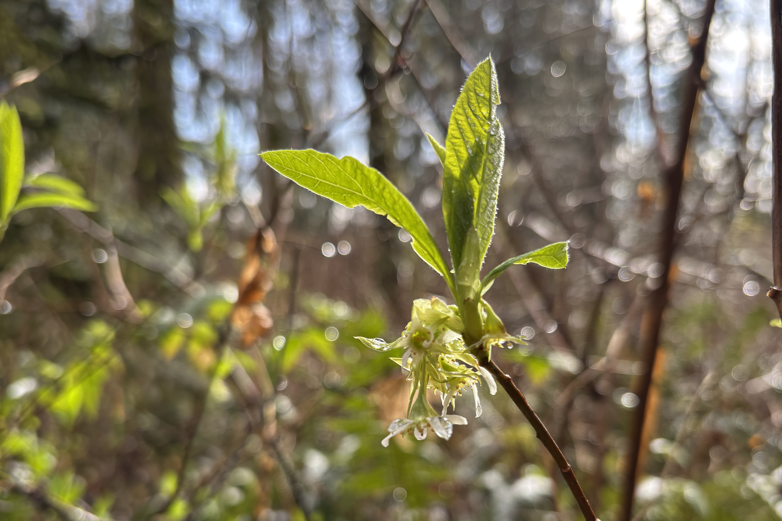 Spring in the Wetlands - a sensory wonderland with smeels of cottonwood buds. 