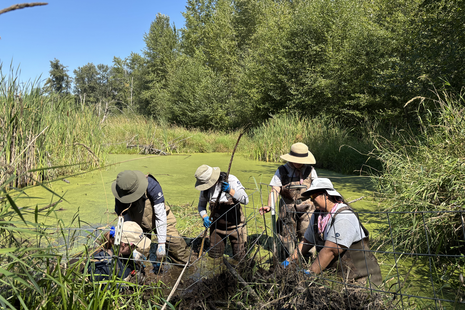 Group of four people working to maintain stream water levels for beavers and migratory fish.