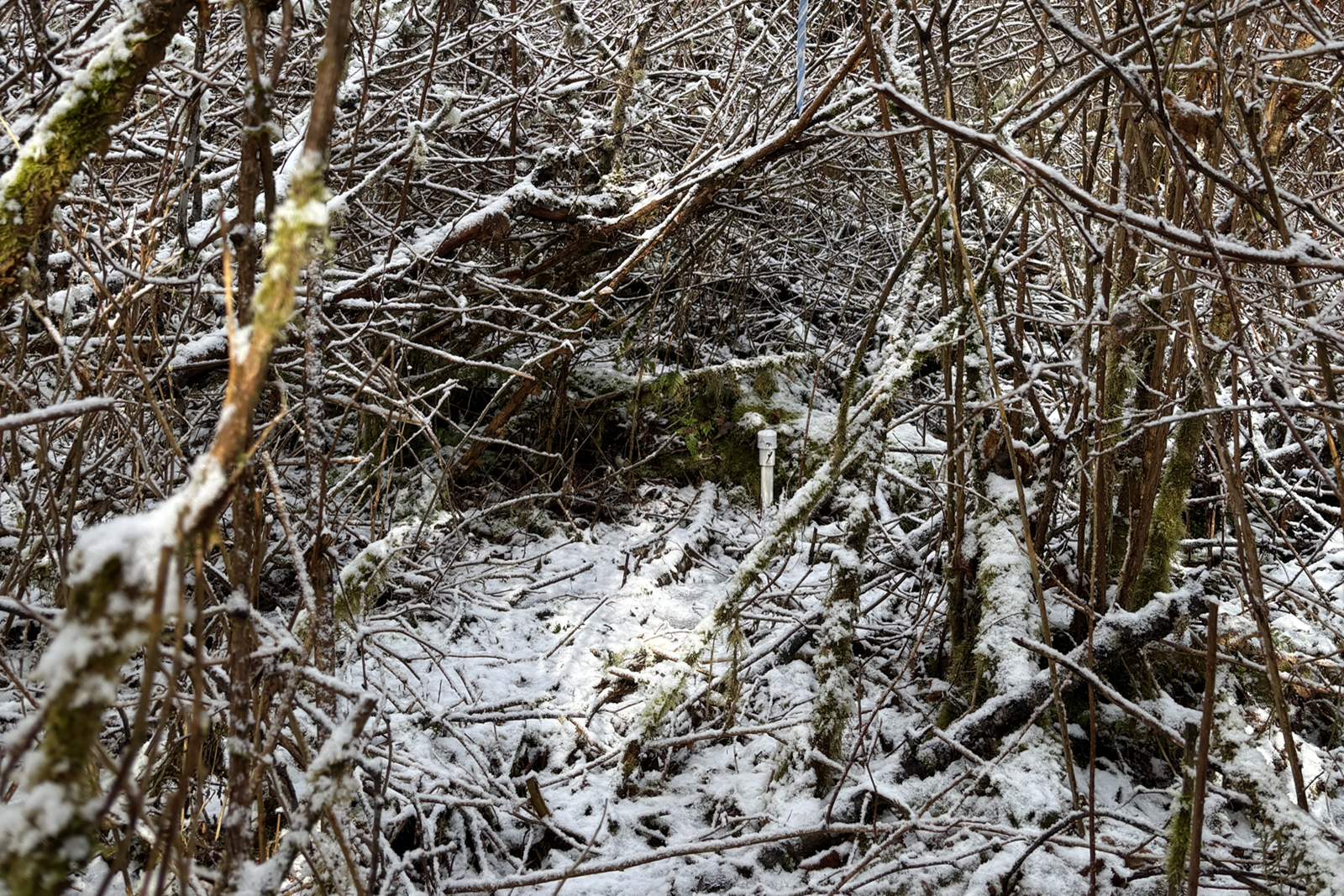Dense wooded area with dusting of snow in the Tulalip Tribes wetland area