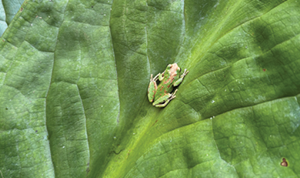 Wetland Program - Spring Frog